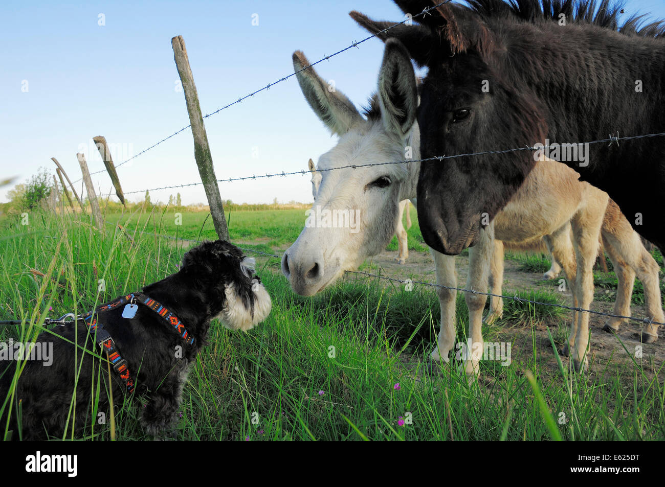 Miniatura Schnauzer, nero-argento (Canis lupus familiaris) e asini (Equus asinus asinus) Foto Stock