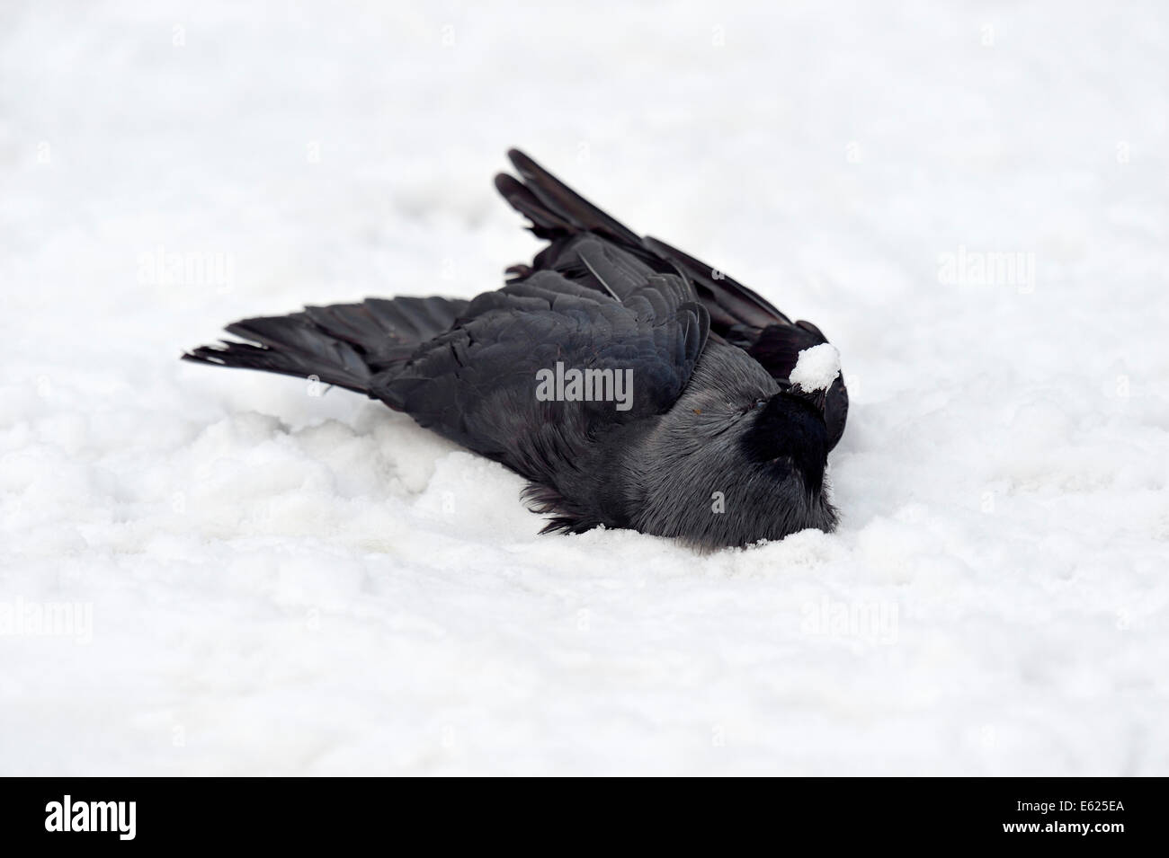 Morto la cornacchia occidentale nella neve (Corvus monedula, Coloeus monedula), la cornacchia eurasiatica, la cornacchia europea Foto Stock