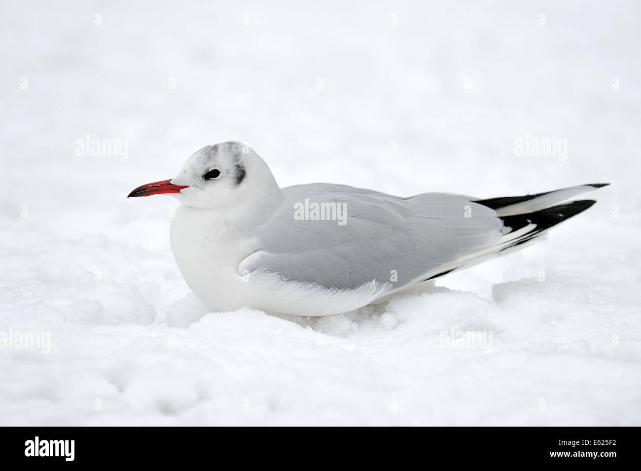 A testa nera (gabbiano Larus ridibundus) in inverno, Nord Reno-Westfalia, Germania Foto Stock