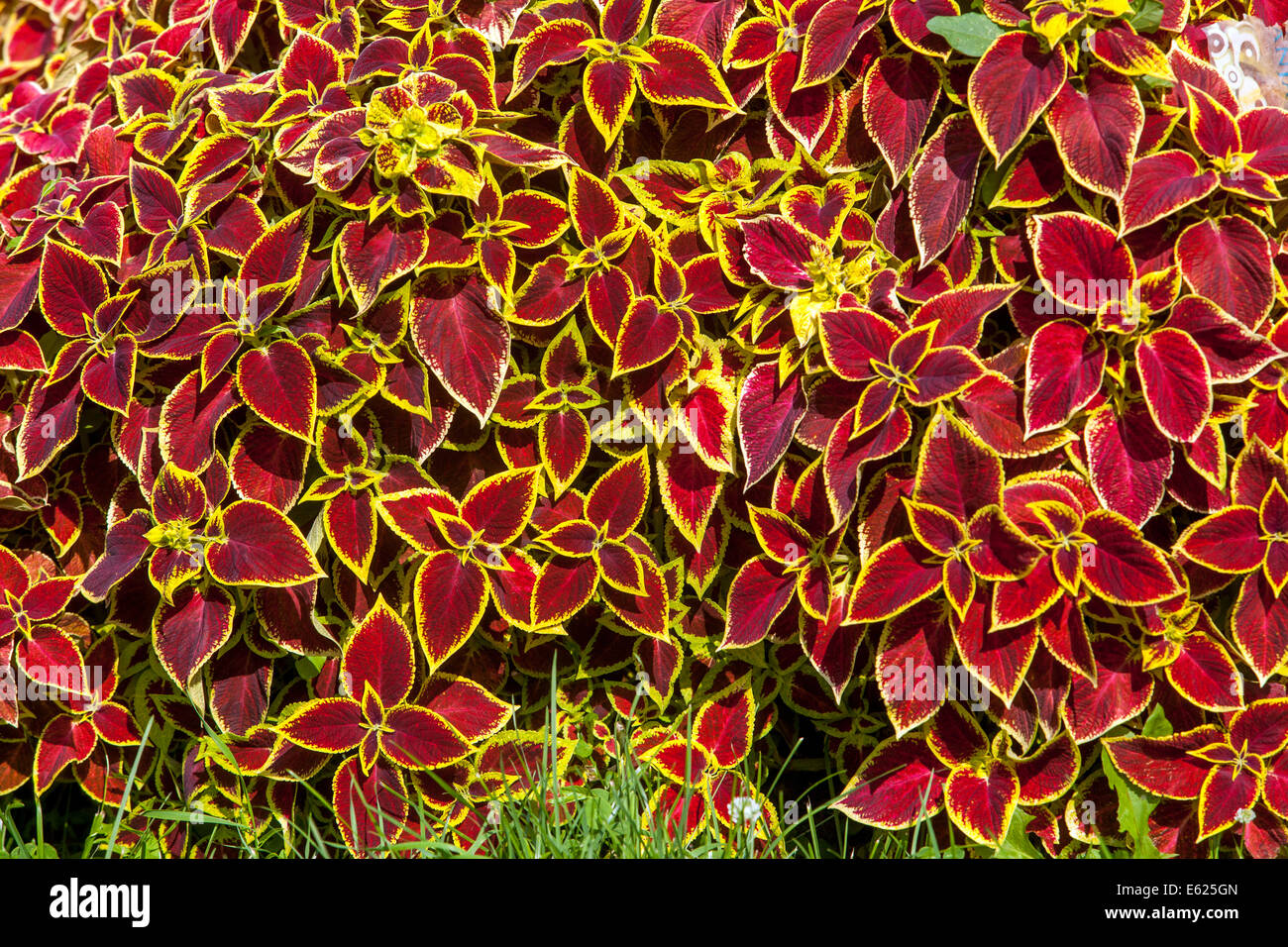 Fiori colorati in letto di fiori annuali, Coleus "Procedura guidata scarlet' Foto Stock
