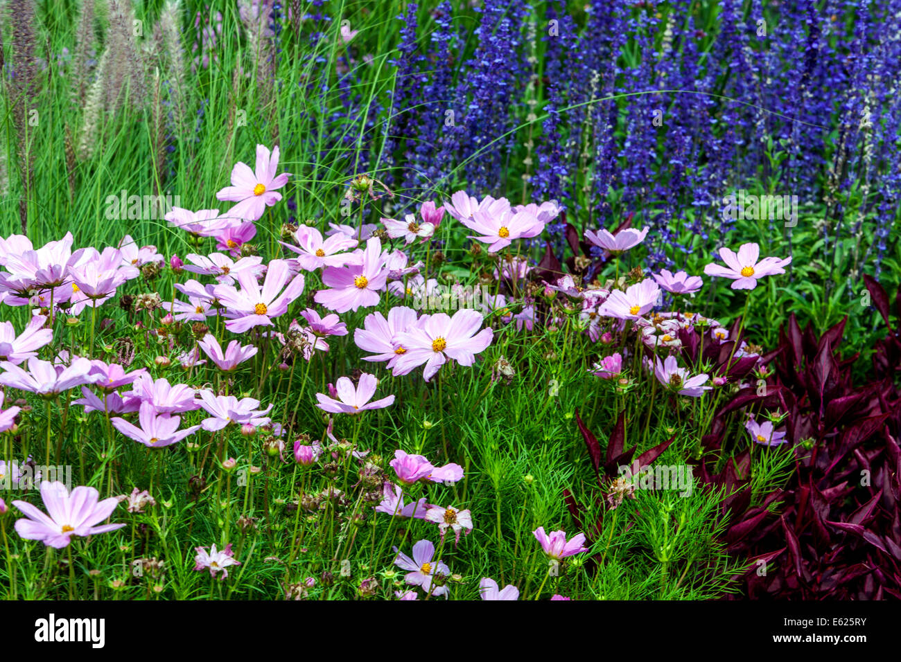 Fiori colorati in letto di fiori annuali,Cosmo, Iresine Salvia Foto Stock