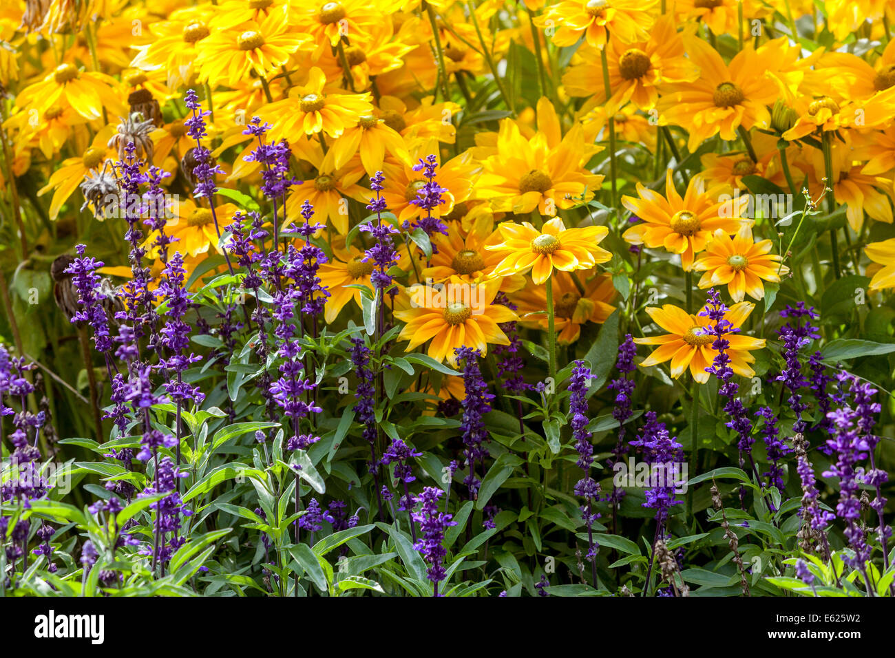 Letto colorato fiore di fiori annuali, Rudbeckia hirta ' Prairie Sun ', biancheria da letto di Salvia Foto Stock
