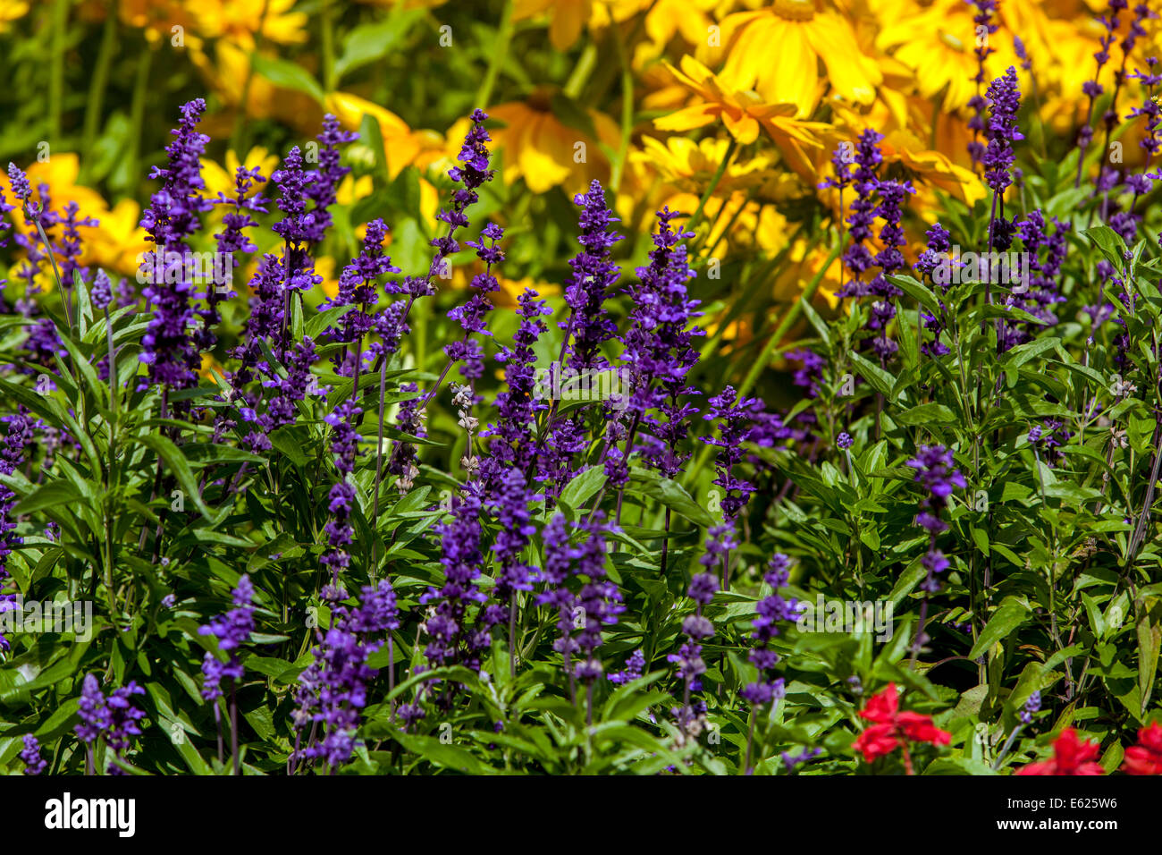 Fiori colorati in letto di fiori annuali, Rudbeckia hirta Salvia Foto Stock