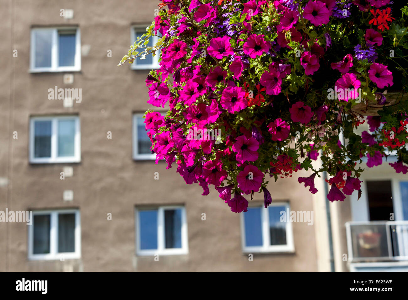 Piante annuali pubbliche in pentola appesa, balcone appeso petunia Praga case Repubblica Ceca degli anni '60 Foto Stock