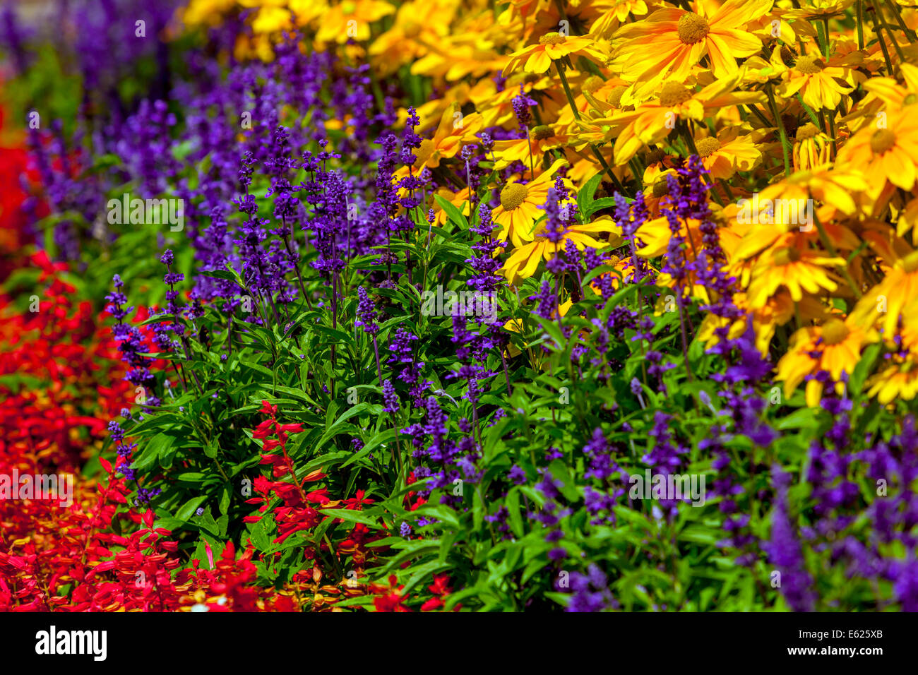 Rudbeckia hirta ' Prairie Sun ', Salvia splendens letto floreale Foto Stock