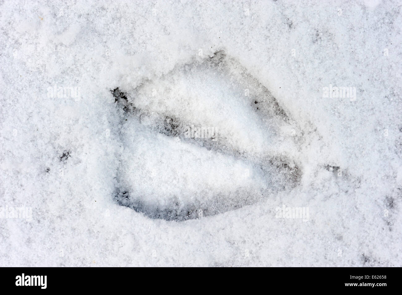 Graylag Goose (Anser anser), impronta nella neve, Renania settentrionale-Vestfalia, Germania Foto Stock