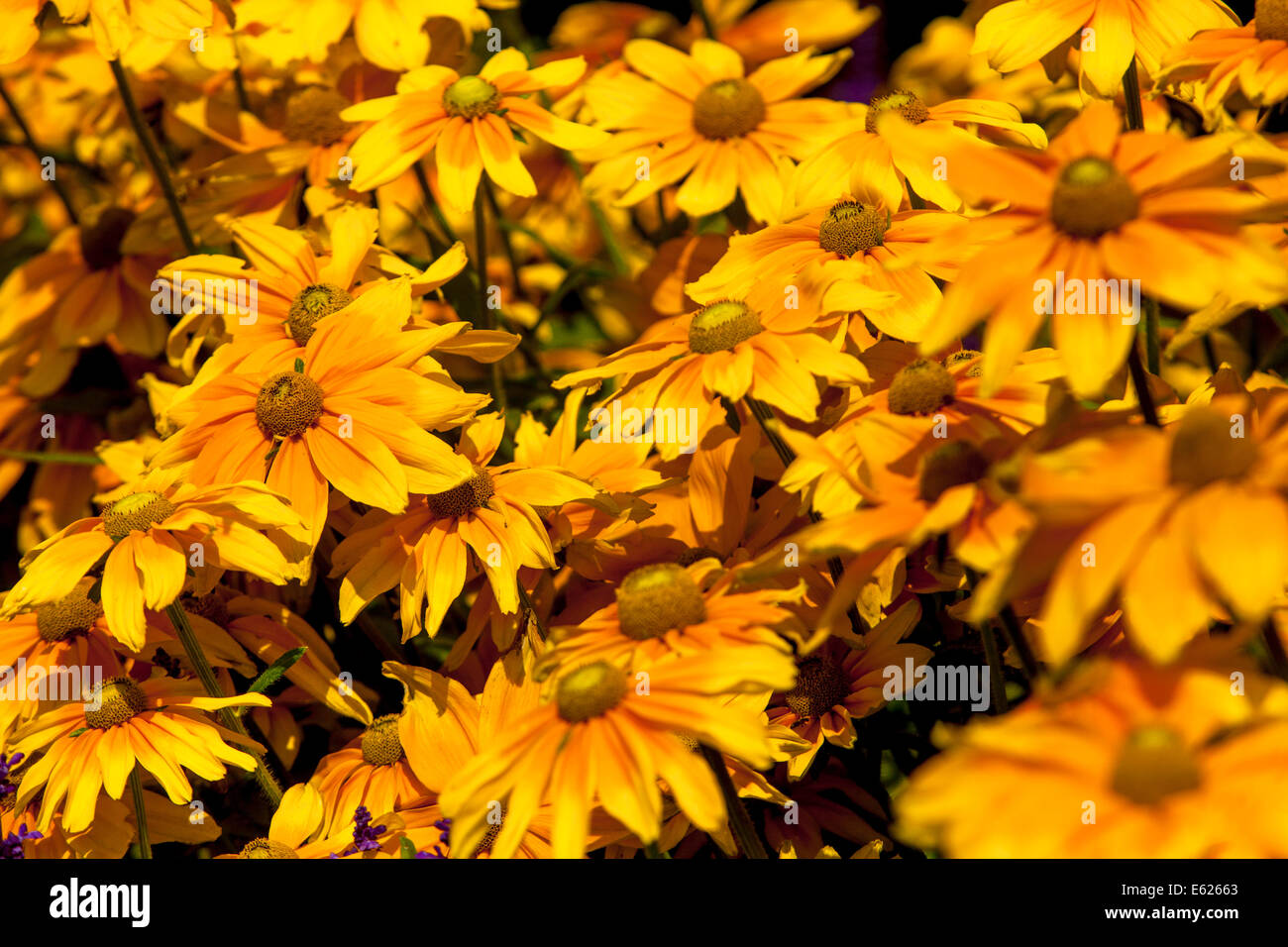 Letto di fiori colorati di fiori annuali, Rudbeckia Prairie Sun Foto Stock