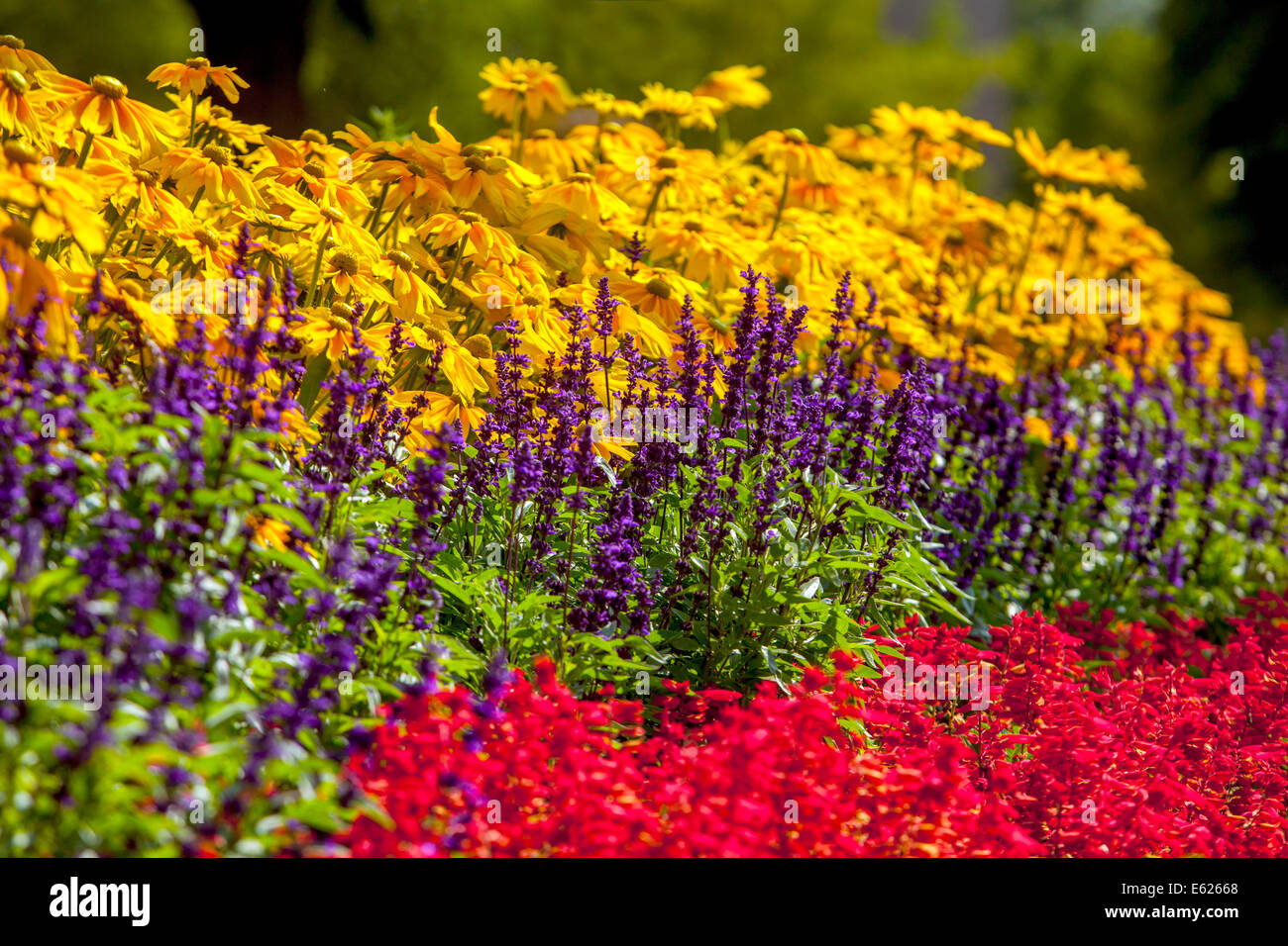 Un colorato letto di fiori di piante annuali fiorite, Rudbeckia Prairie Sun, Salvia splendens, bellissimi fiori giardino confine misto Foto Stock
