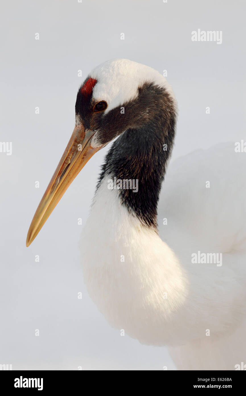 Gru giapponese, rosso-Crowned Crane o Manchurian gru (grus japonensis) Foto Stock