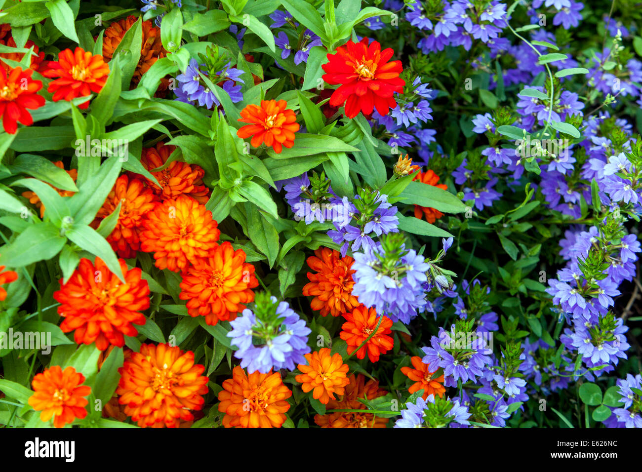 Scaevola aemula, Zinnia Zahara Foto Stock