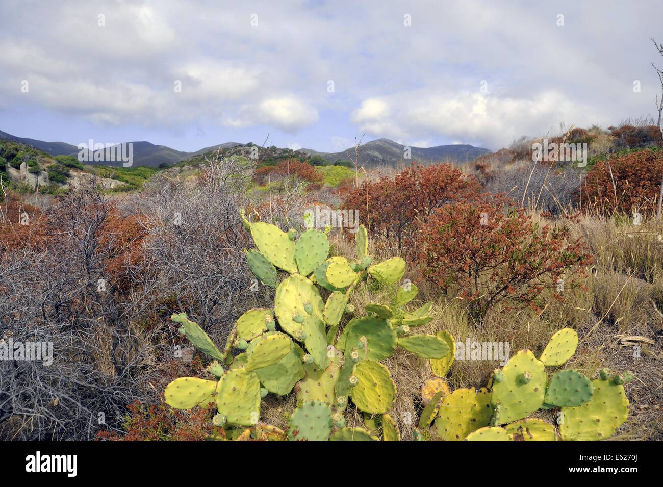 Isola di Capraia (Arcipelago Toscano, Italia) Foto Stock