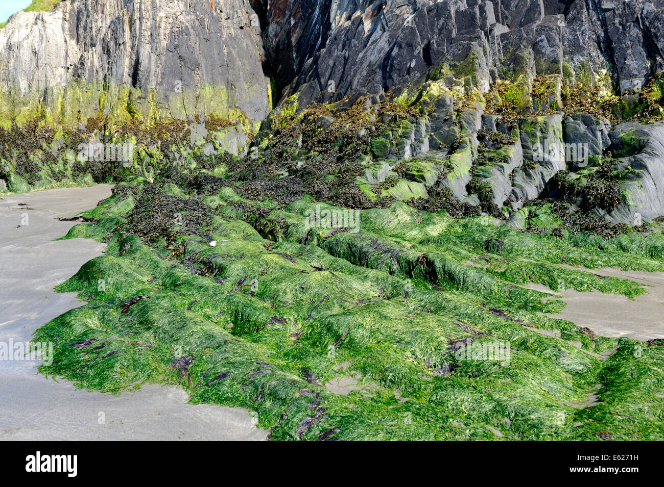 Scogliera a Pwllgwaelod beach a bassa marea che mostra alta marcatura intercotidali, alghe, Pembrokeshire, Galles Foto Stock