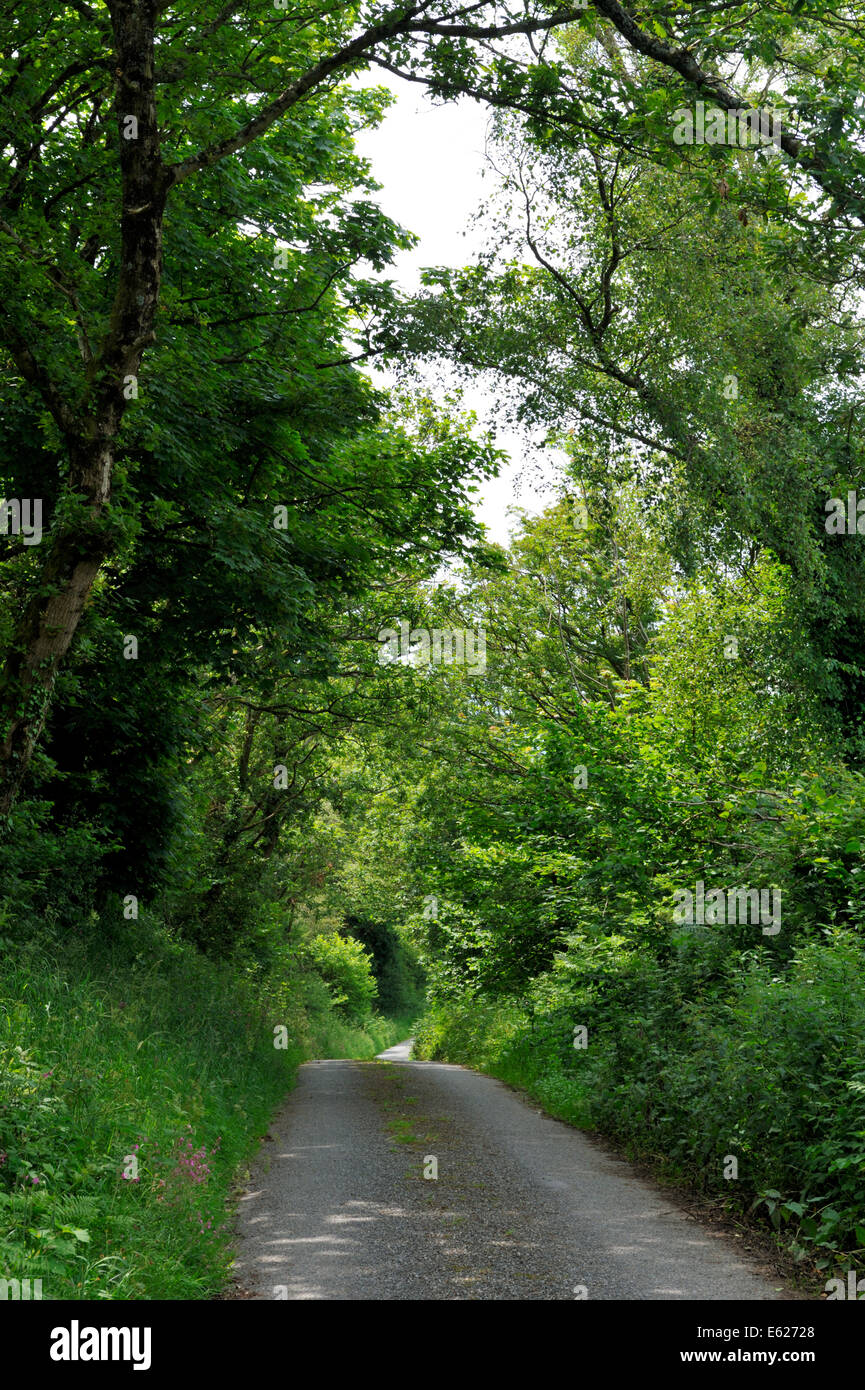Piccolo paese lane sovrastato da alberi quali formando un tunnel, UK. A Ffynnon ddu legno, Galles Foto Stock