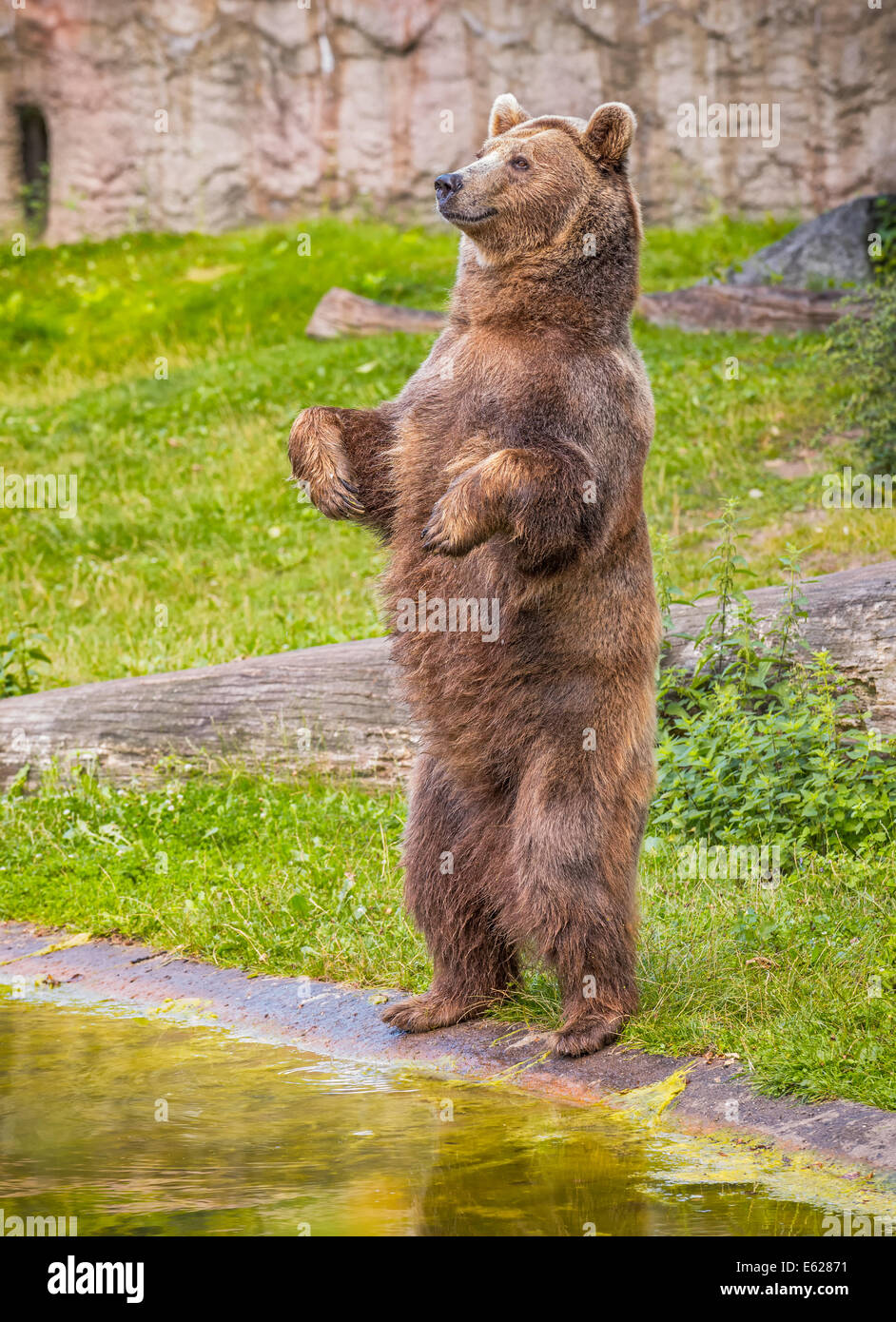 L'orso bruno (Ursus arctos) in piedi sulle zampe posteriori Foto Stock