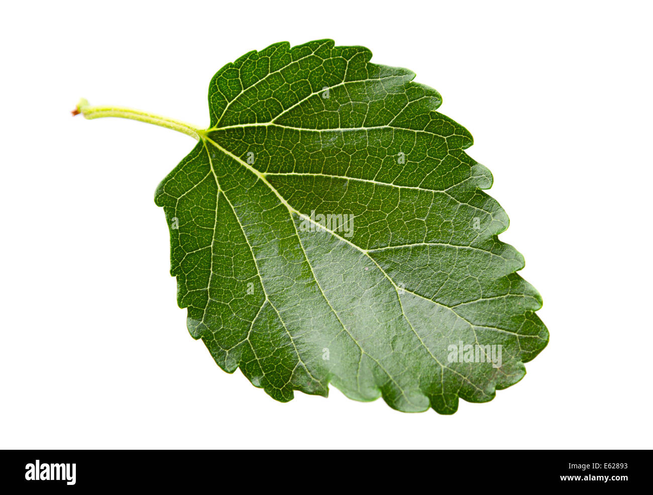 Foglia Di Gelso Immagini E Fotos Stock Alamy