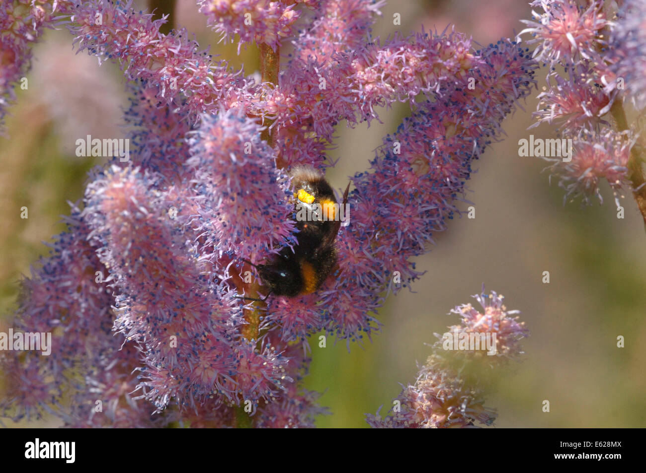 Buff-tailed Bumble Bee ( (bombus terrestris)) su astilbe fiori Foto Stock