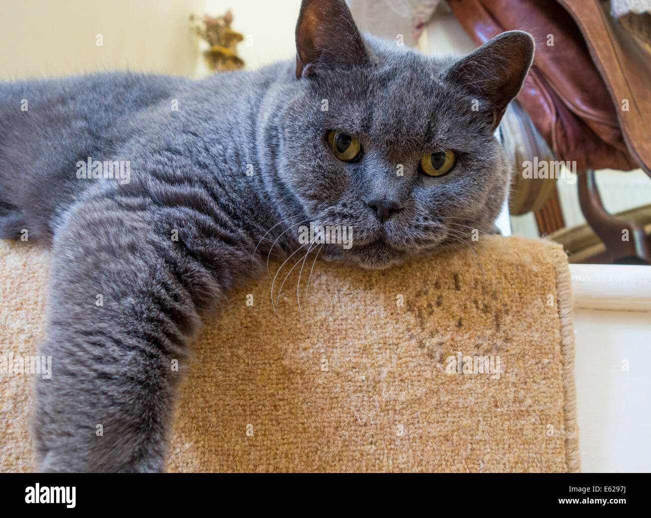 maturo micio pix