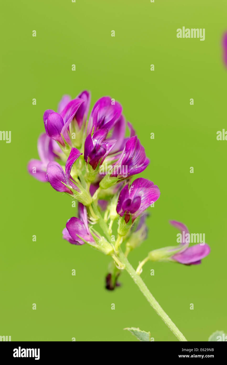 Erba medica o erba medica (Medicago sativa), Nord Reno-Westfalia, Germania Foto Stock