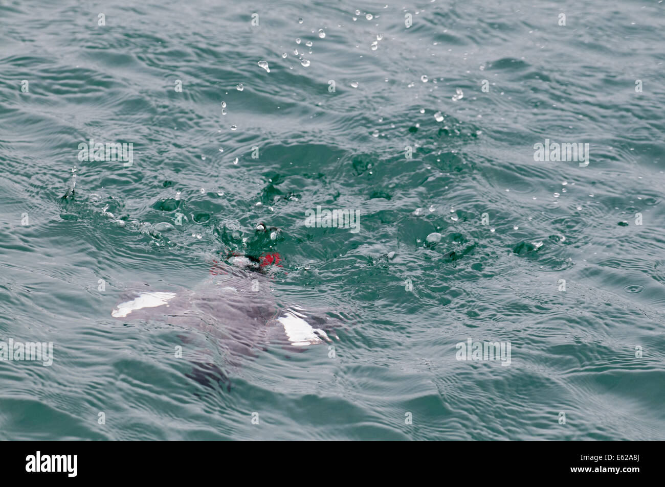 Nero Guilemot Cepphus grylle in allevamento piumaggio Shetland Foto Stock