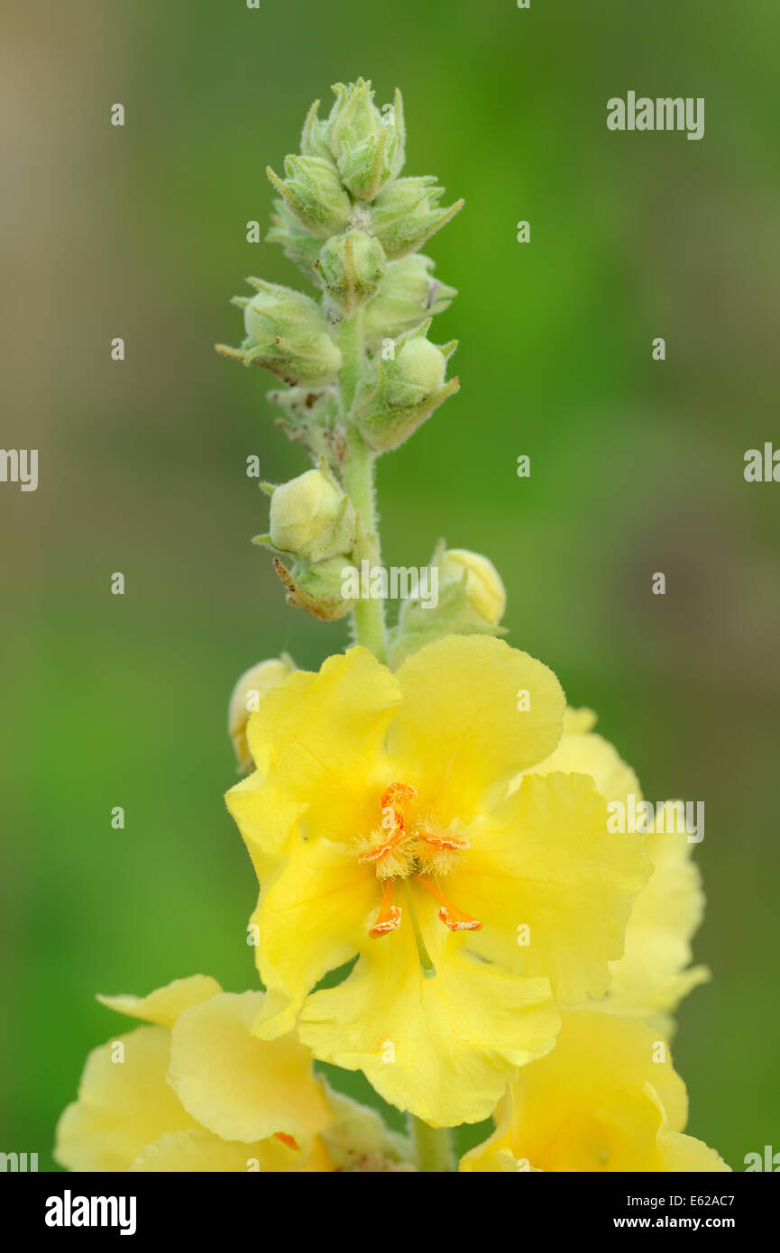 Dense-fiore Mullein o denso a fiore Mullein (Molène densiflorum), Nord Reno-Westfalia, Germania Foto Stock