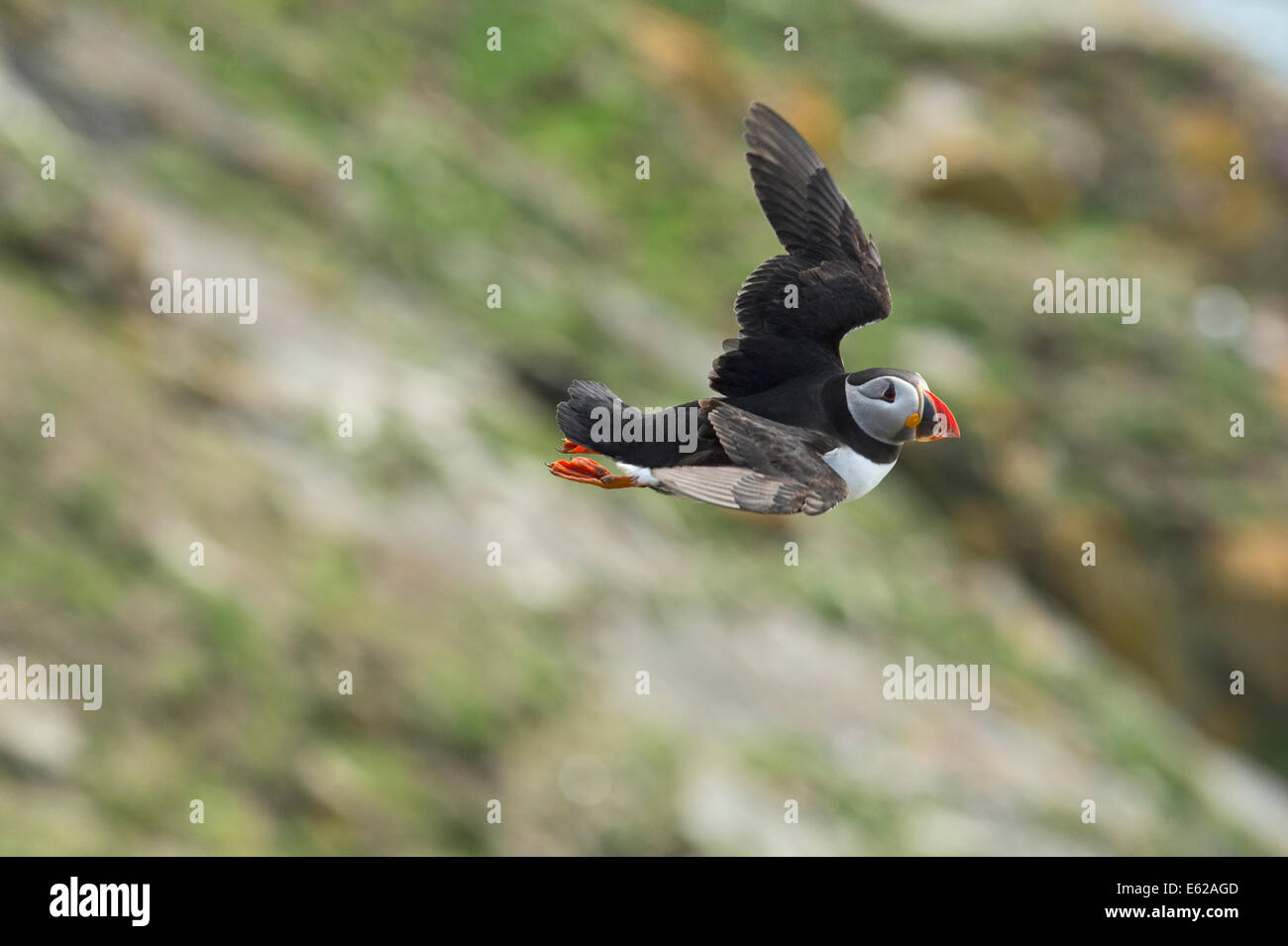 Puffin Fratercula arctica Sumburgh Shetland Giugno Foto Stock