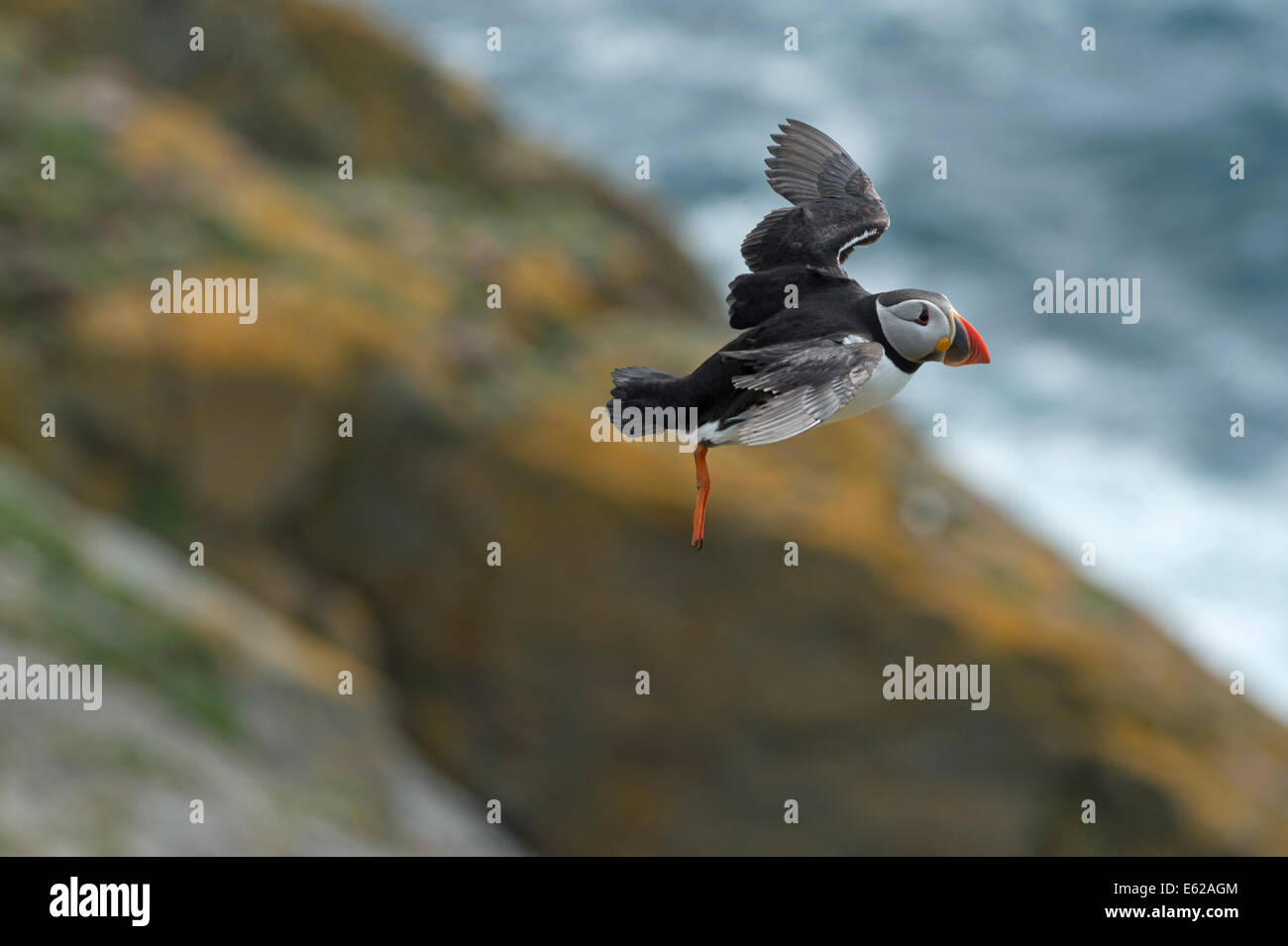 Puffin Fratercula arctica Sumburgh Shetland Giugno Foto Stock