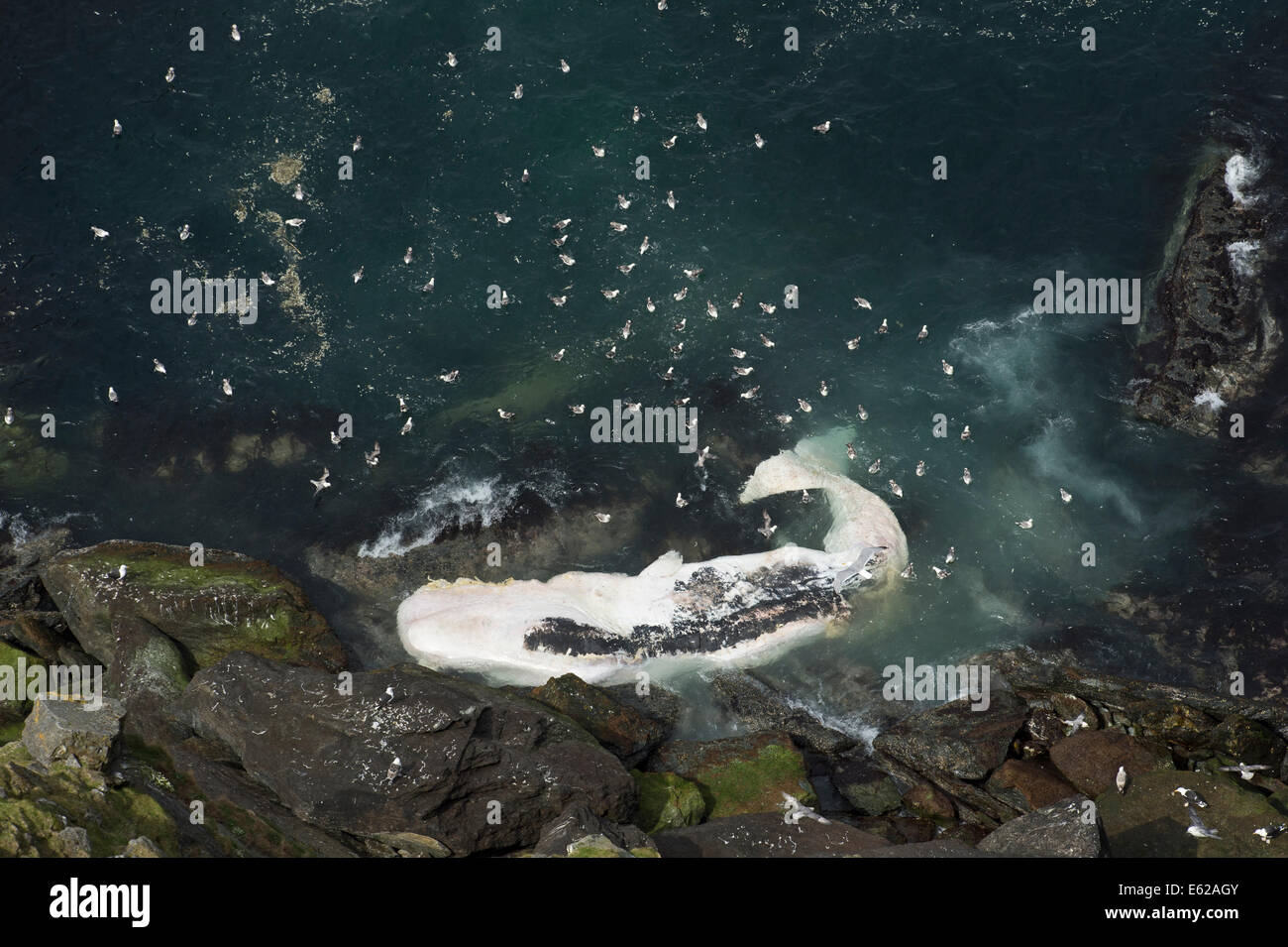 Lavaggio Fulmars sui morti Capodoglio lavato fino al di sotto di scogliere di Hermaness Unst Shetland Foto Stock