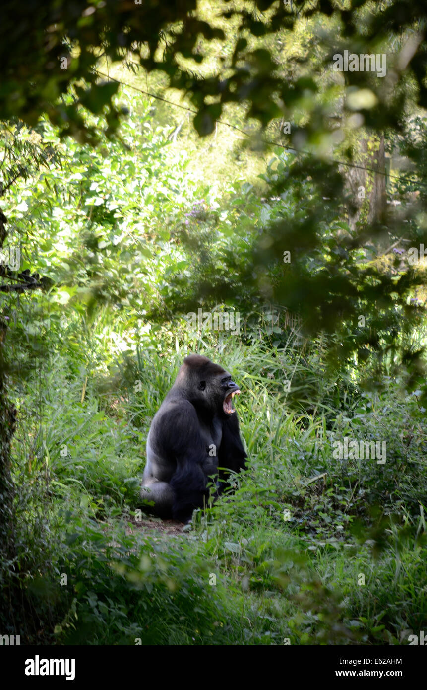Gorilla maschio sbadigli Foto Stock
