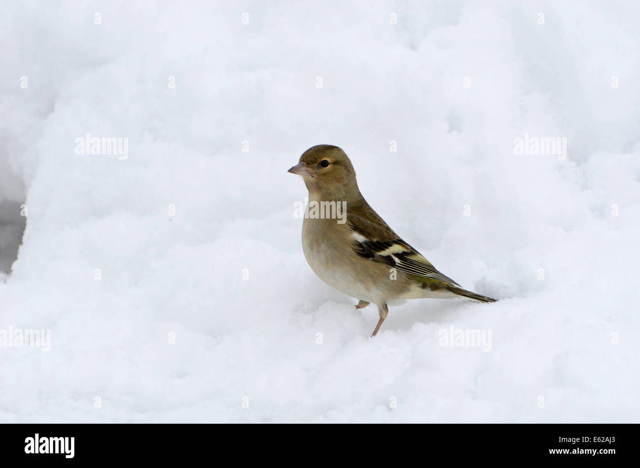 Fringuello Fringilla coelebs femminile nella neve invernale di Norfolk Foto Stock