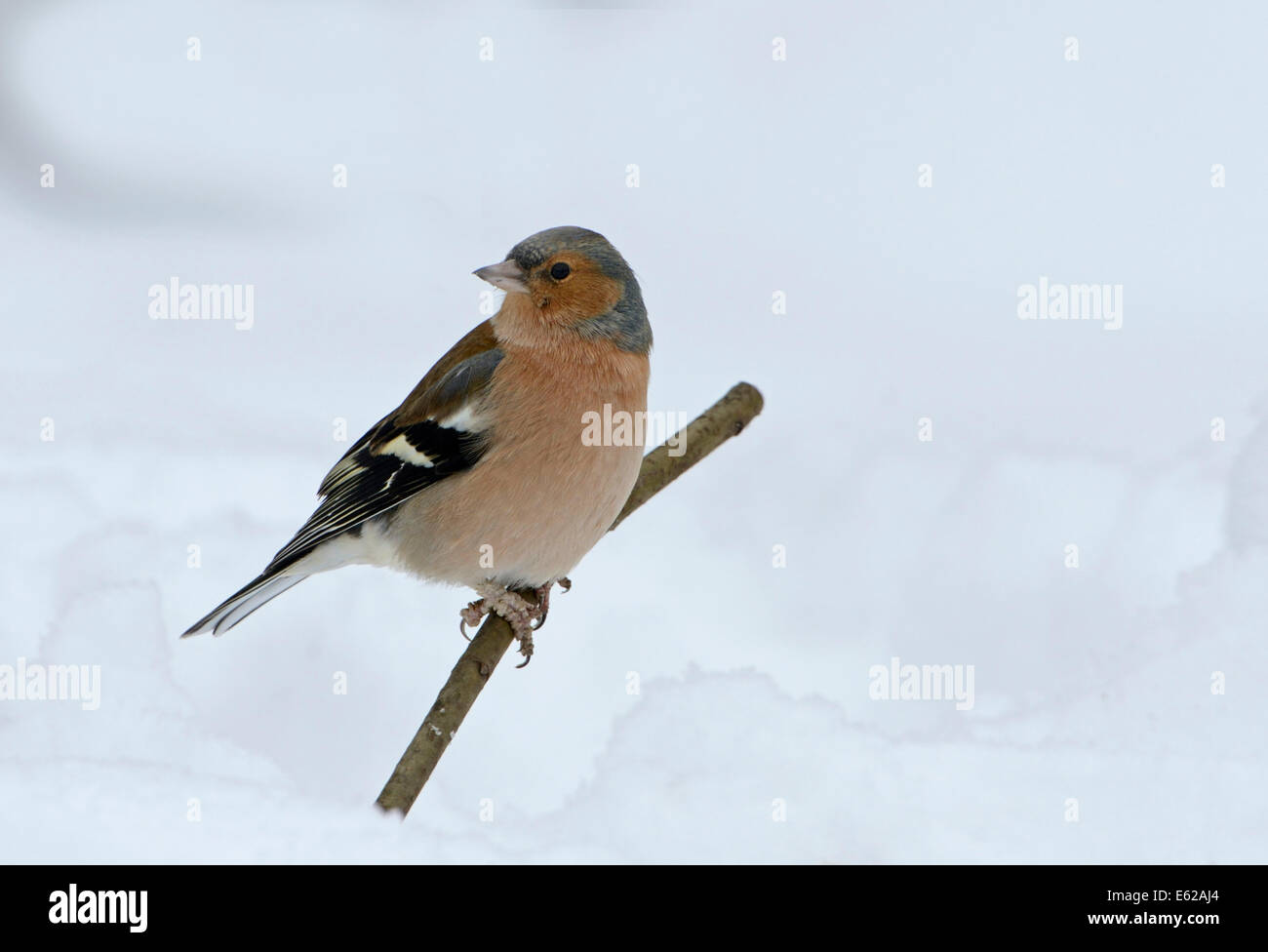 Fringuello Fringilla coelebs nella neve invernale di Norfolk Foto Stock