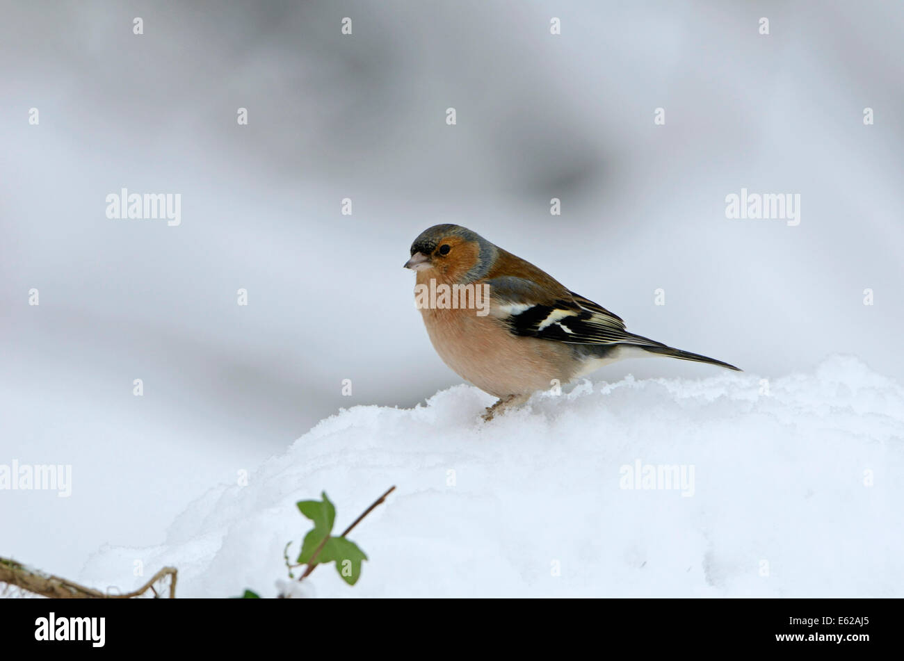 Fringuello Fringilla coelebs nella neve invernale di Norfolk Foto Stock