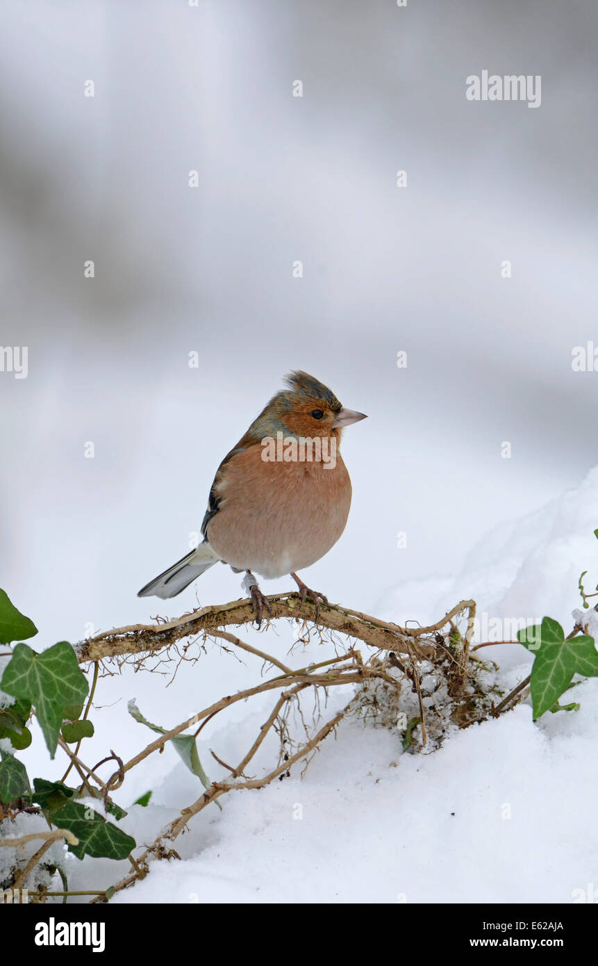Fringuello Fringilla coelebs nella neve invernale di Norfolk Foto Stock