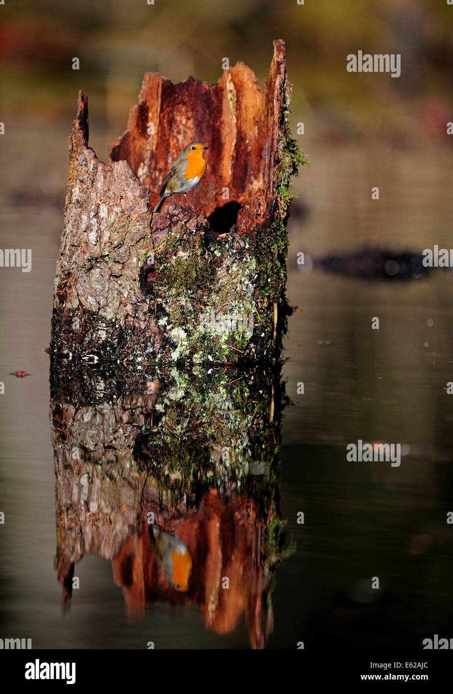 Robin Erithacus rubecula sul ceppo di albero nella foresta allagata Norfolk inverno Foto Stock