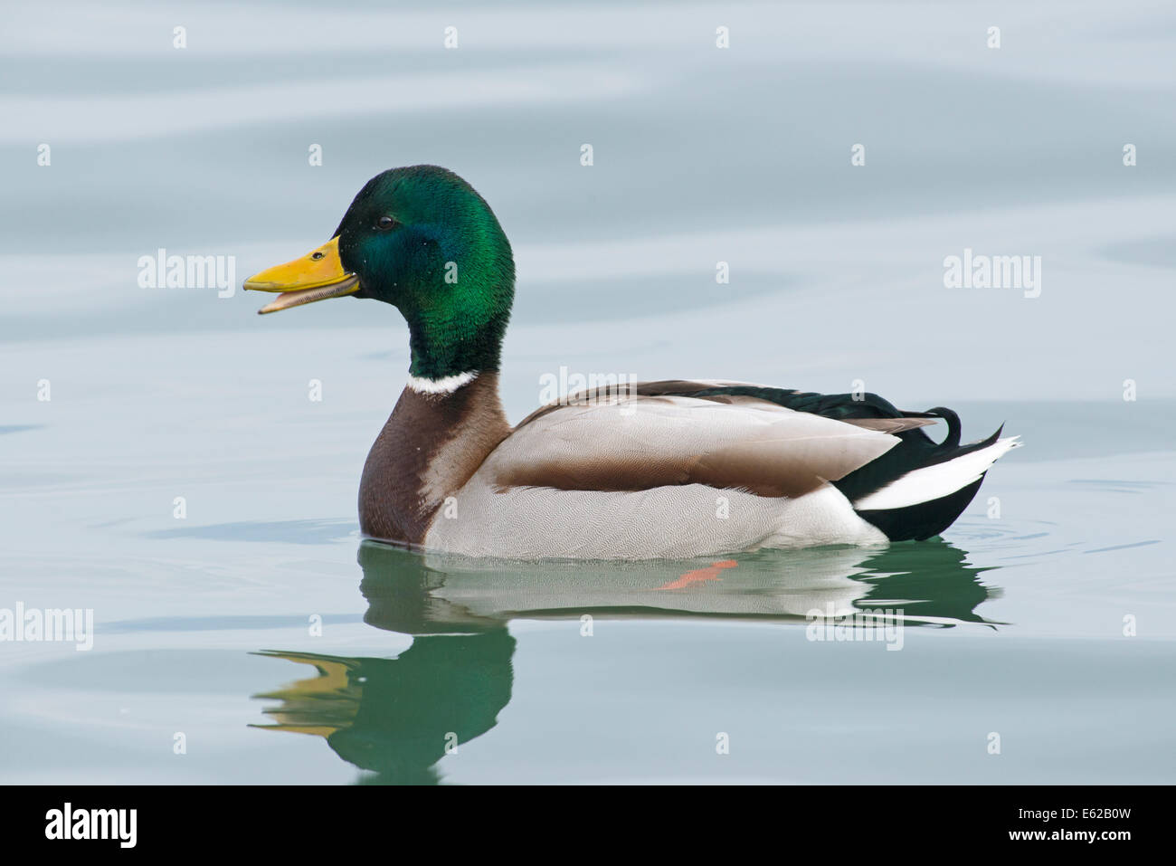 Germano reale Anas platyrhynchos maschio sul Lago di Ginevra Svizzera Foto Stock
