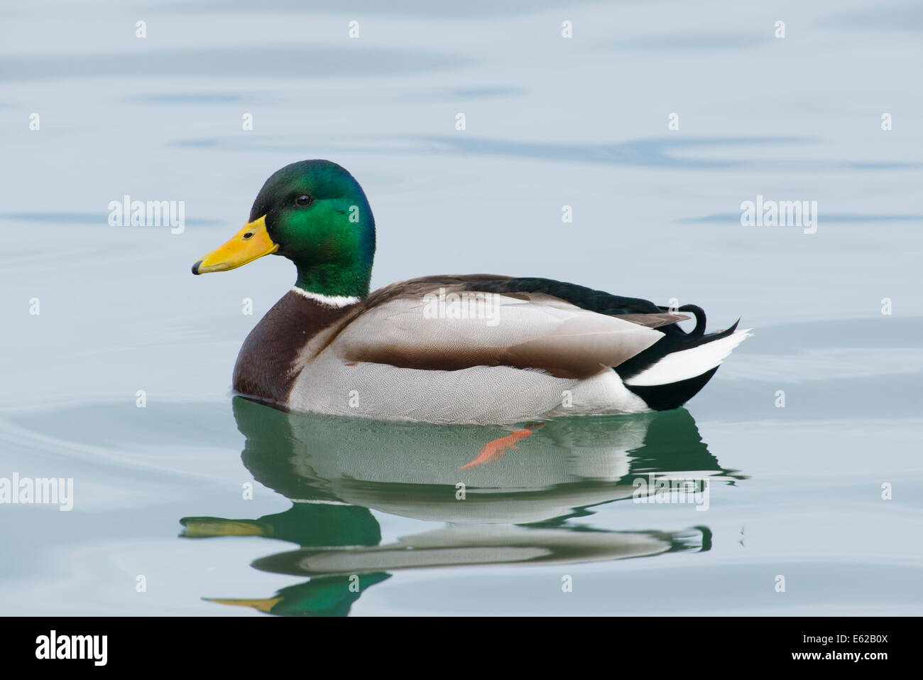 Germano reale Anas platyrhynchos maschio sul Lago di Ginevra Svizzera Foto Stock
