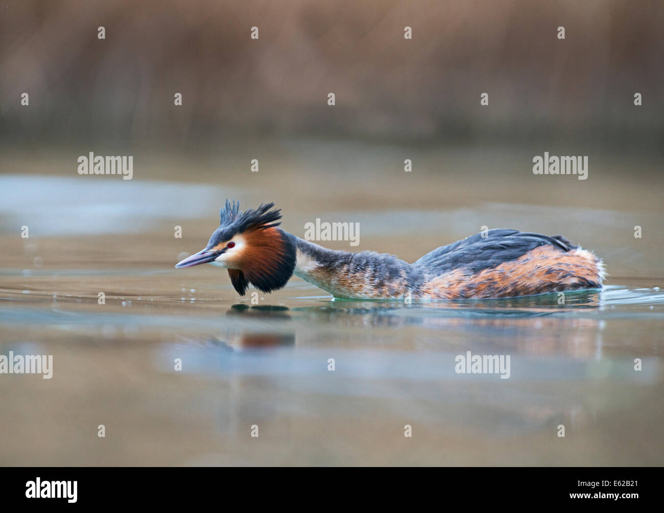Grande-crested Grebe Podiceps cristatus maschio nella postura aggressiva sul Lago di Ginevra Svizzera Foto Stock