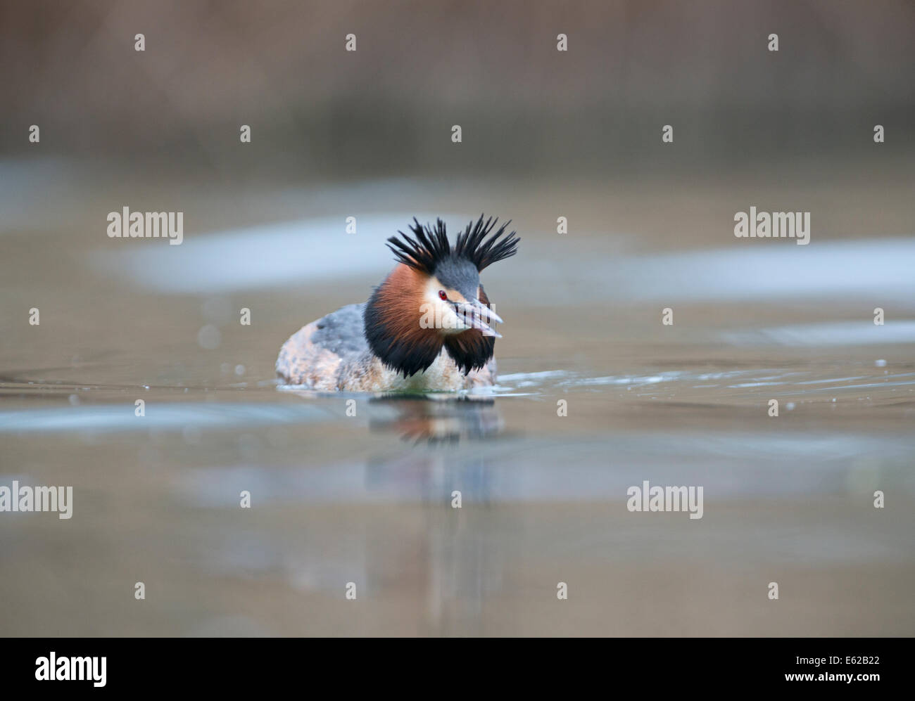 Grande-crested Grebe Podiceps cristatus maschio nella postura aggressiva sul Lago di Ginevra Svizzera Foto Stock