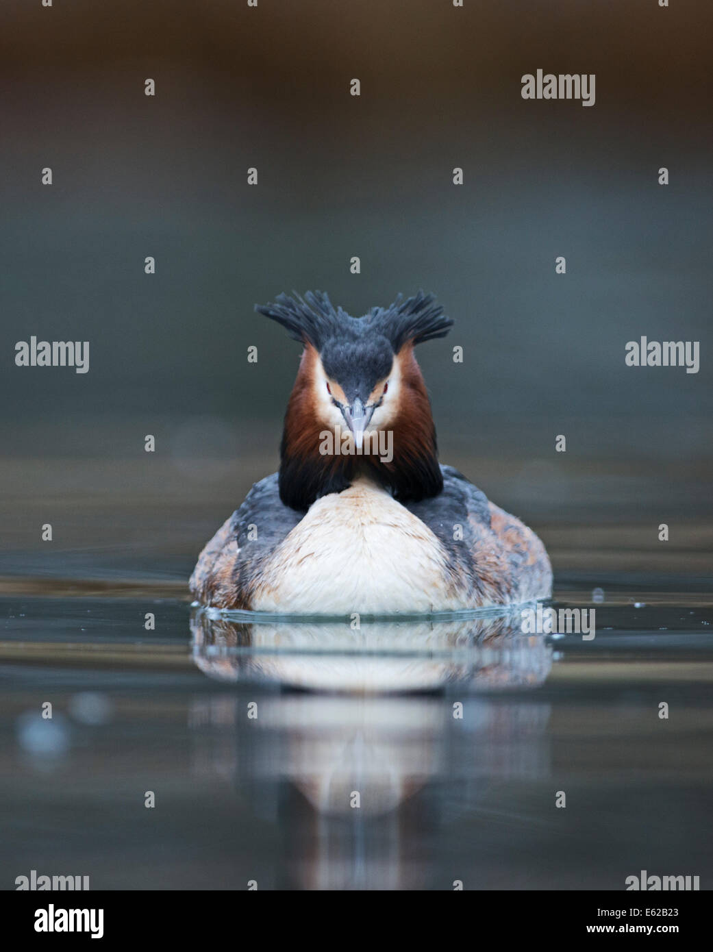 Grande-crested Grebe Podiceps cristatus sul Lago di Ginevra Svizzera Foto Stock