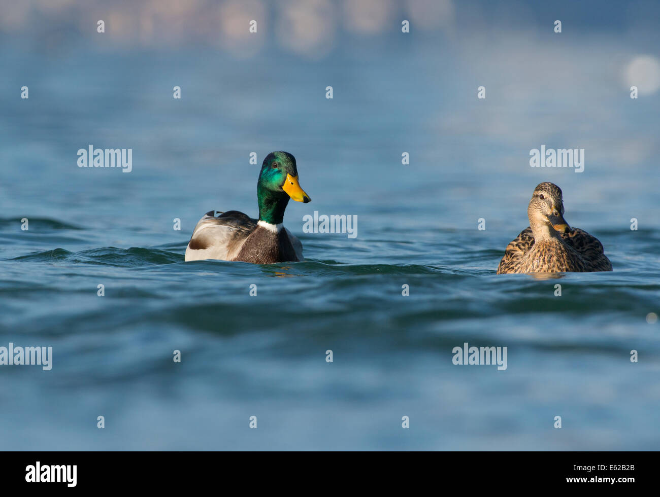Germano reale Anas platyrhynchos maschio sul Lago di Ginevra Svizzera Foto Stock
