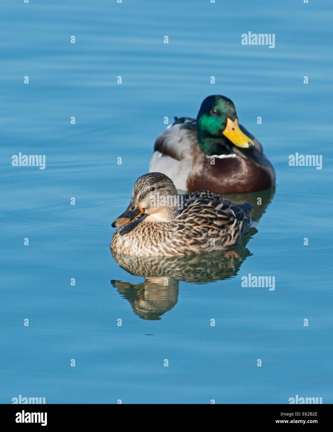 Germano reale Anas platyrhynchos coppia Norfolk Foto Stock