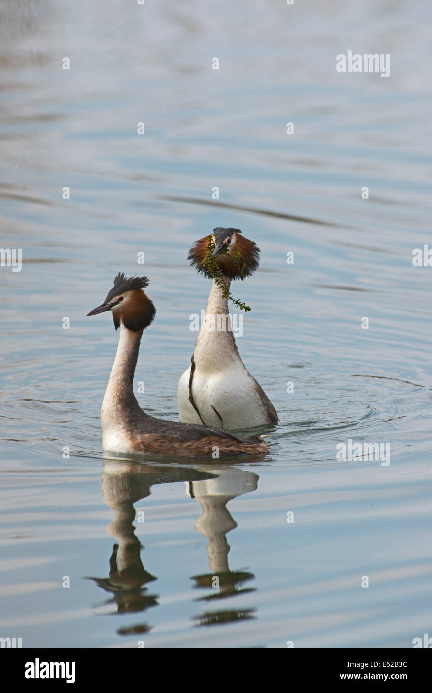 Grande-crested Grebe Podiceps cristatus eseguendo la danza di erbacce come parte del corteggiamento il Lago di Ginevra Svizzera Foto Stock