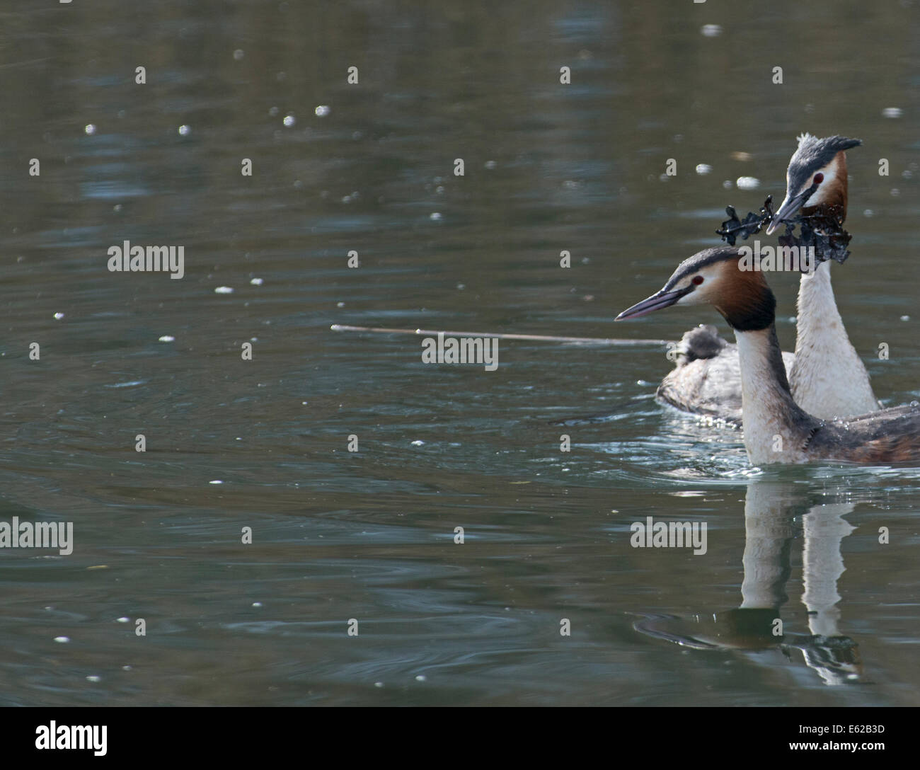 Grande-crested Grebe Podiceps cristatus sul Lago di Ginevra Svizzera Foto Stock