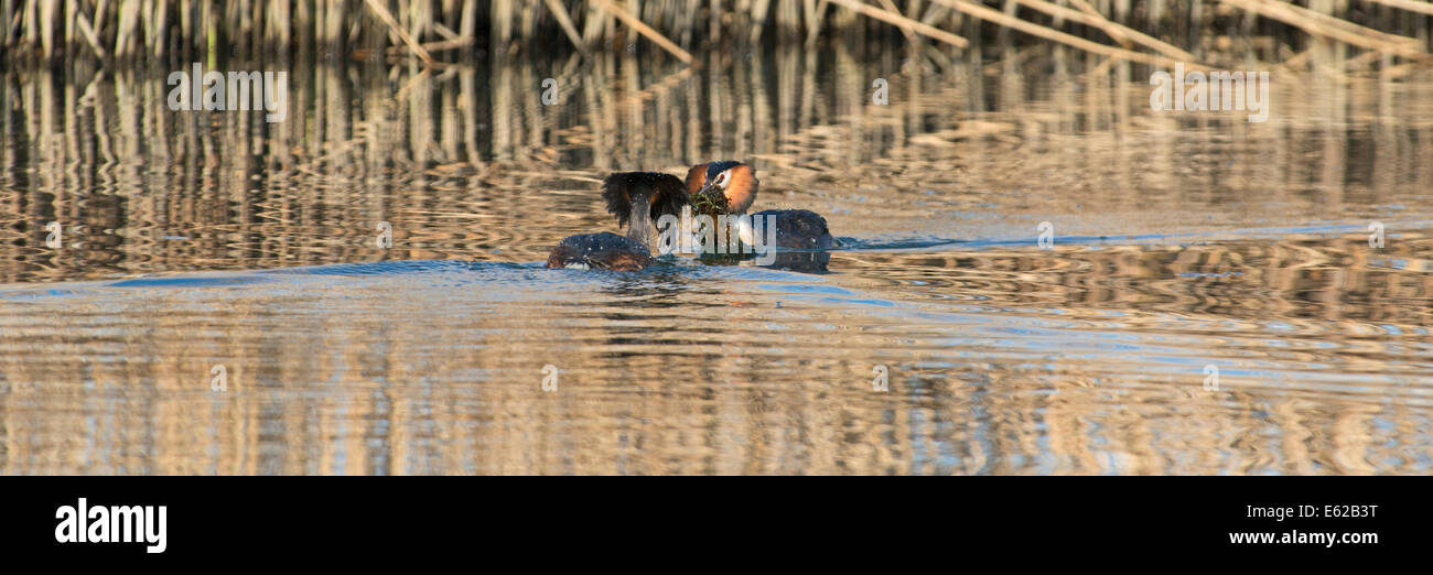 Grande-crested Grebe Podiceps cristatus sul Lago di Ginevra Svizzera Foto Stock
