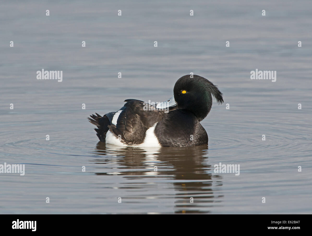 Moretta Aythya fuligula maschio Norfolk Febbraio Foto Stock