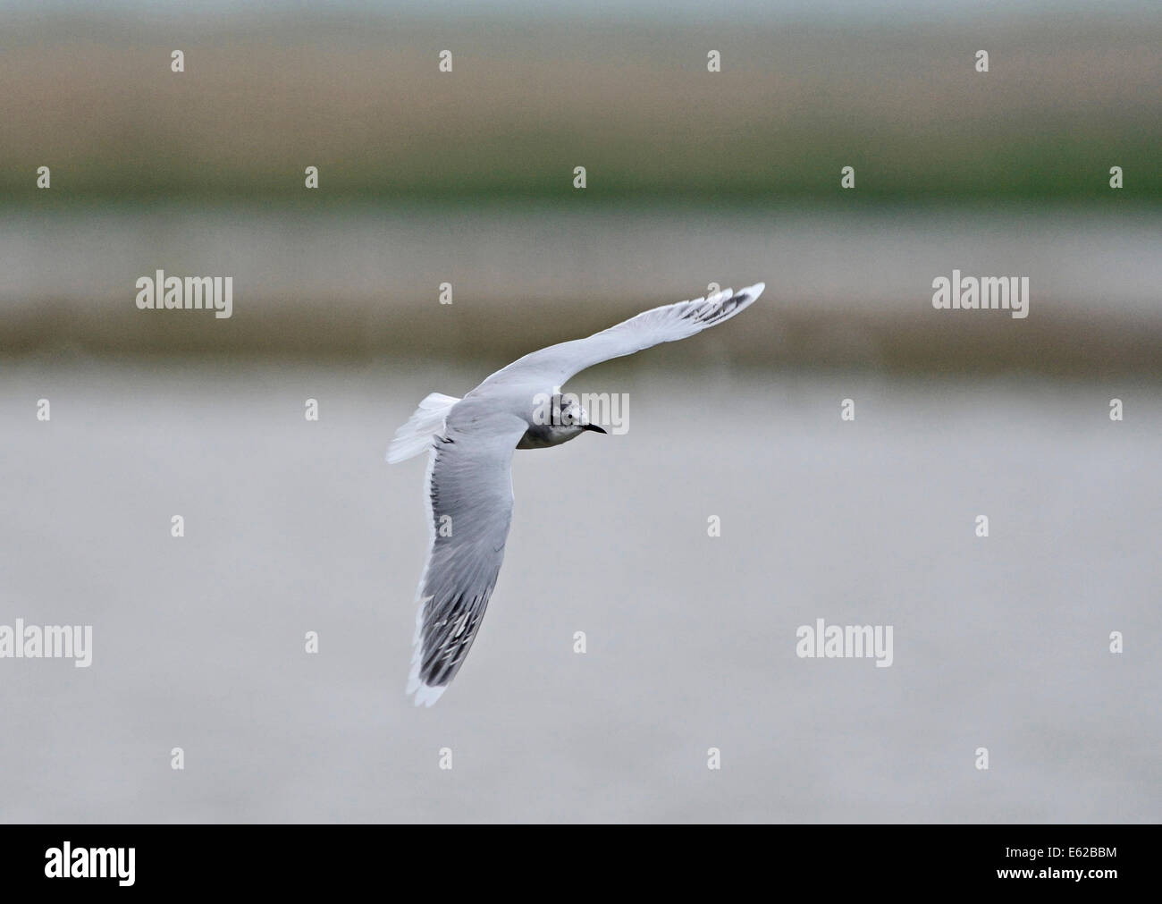 Little Gull Hydrocoloeus minutus o Larus minutus) Cley Norfolk Aprile Foto Stock