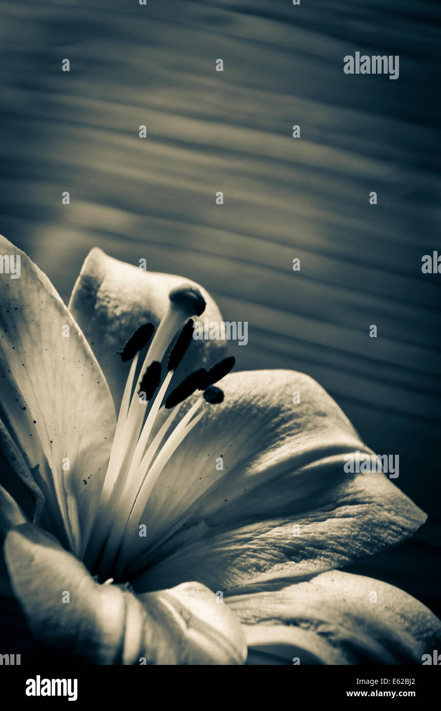 Il selenio tonica fiore di giglio Foto Stock