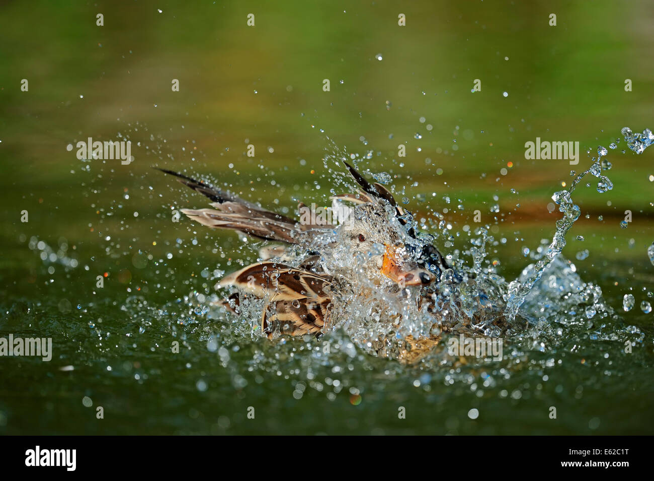 Il Germano Reale o anatra selvatica (Anas platyrhynchos), femmina balneazione, Renania settentrionale-Vestfalia, Germania Foto Stock
