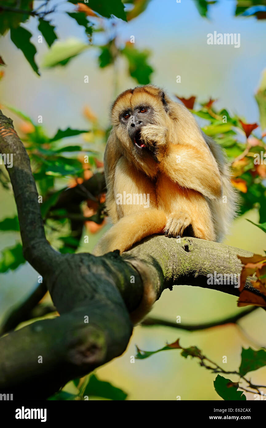 Nero scimmia urlatrice (Alouatta caraya), femmina Foto Stock