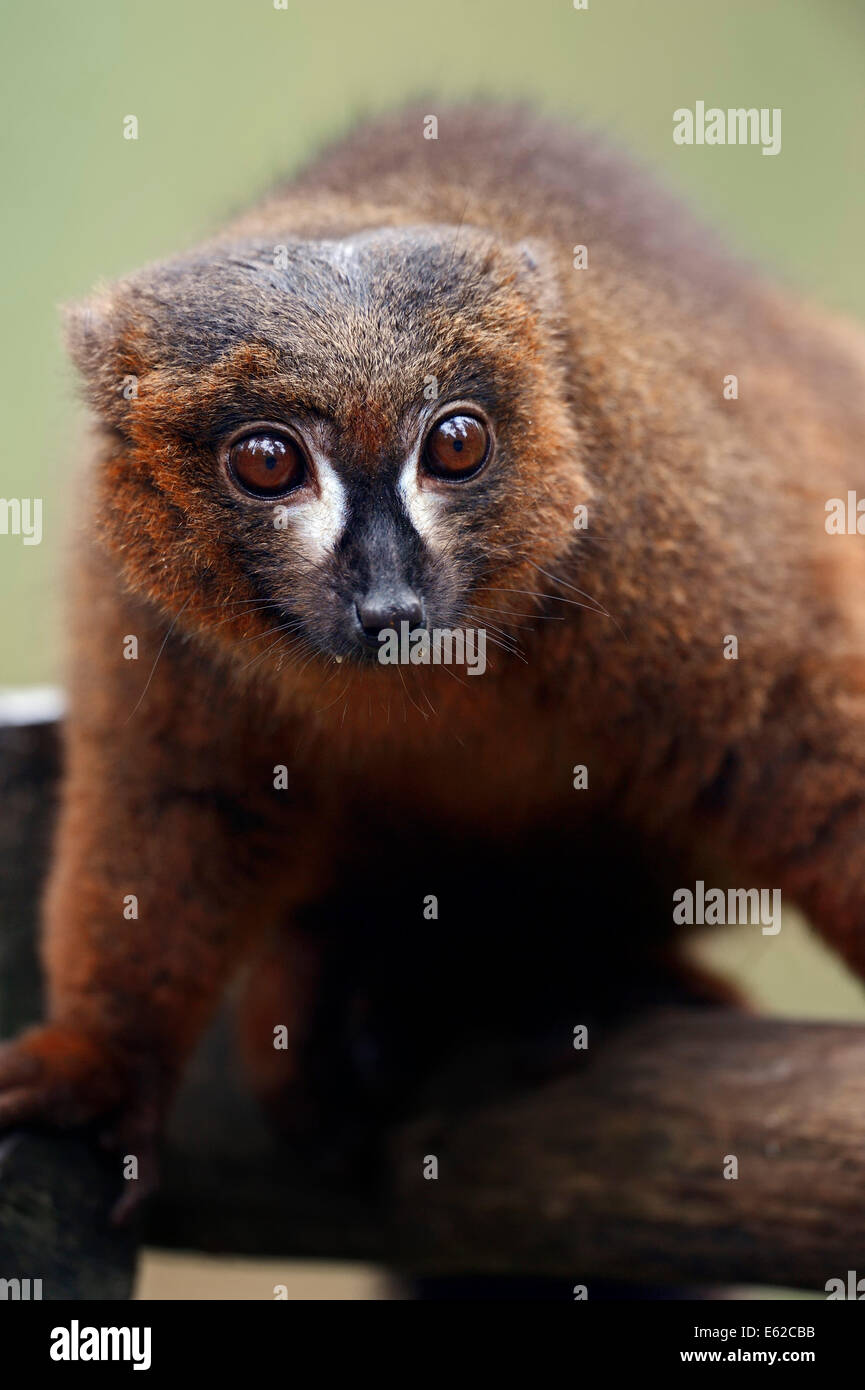 Rosso-lemure panciuto (il Eulemur rubriventer) Foto Stock