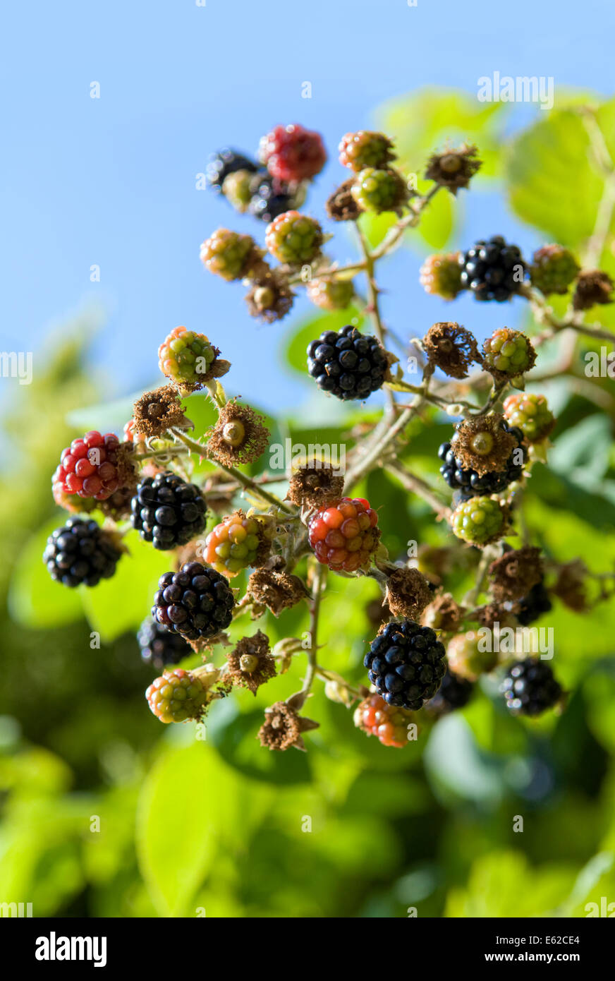 More in crescita e maturazione in estate Foto Stock